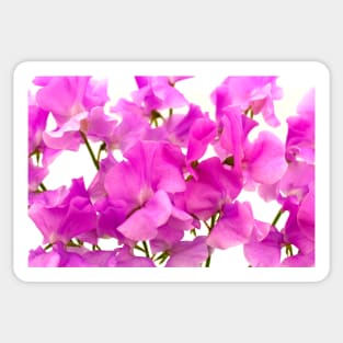 Sweet Peas Sticker